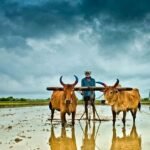 farmer