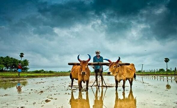 farmer