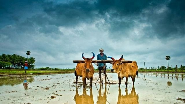 farmer